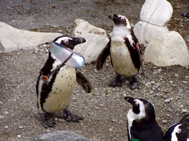 penguin-on-the-phone